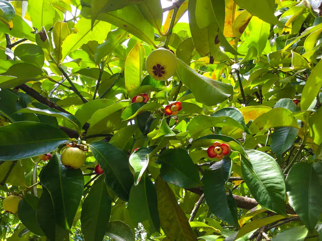 Mangosteen tree at Wildwood in Cape Tribulation, Far North Queensland // Travel Mermaid