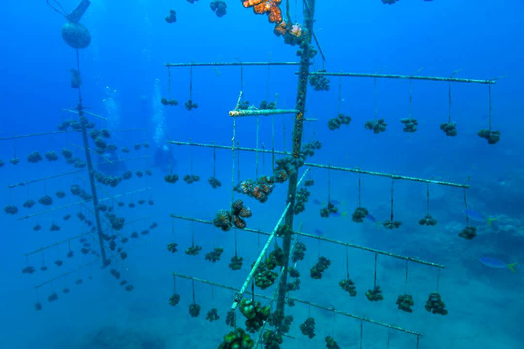 A coral nursery on Fitzroy Island, Australia - photo by: Reef Restoration Foundation // Travel Mermaid