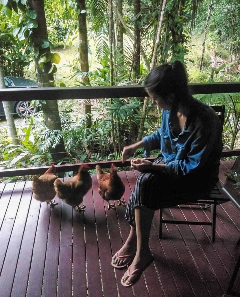 Feeding the chooks at Wildwood in Cape Tribulation, Australia // Travel Mermaid