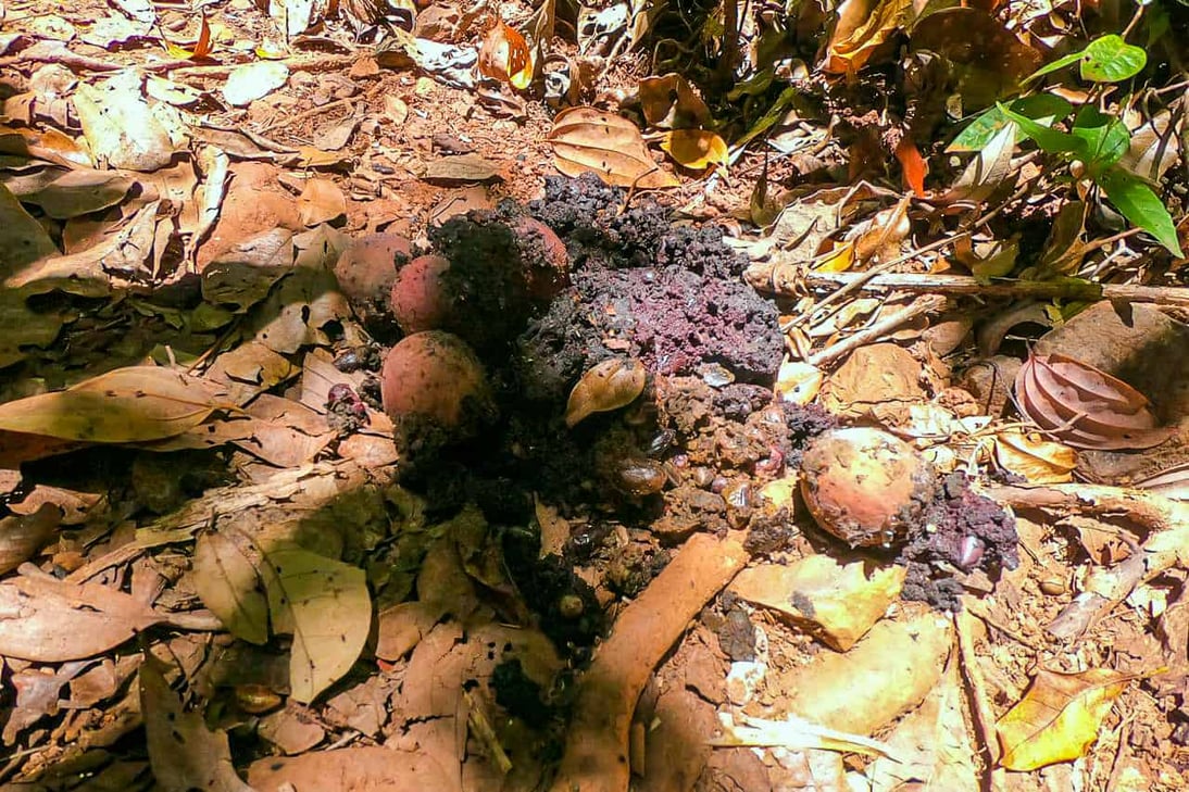 Cassowary poo along the Jindalba Circuit Walking Track in the Daintree Rainforest, Australia // Travel Mermaid