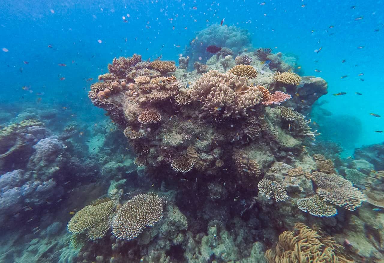 Coral garden on the Outer Great Barrier Reef near Cape Tribulation // Travel Mermaid