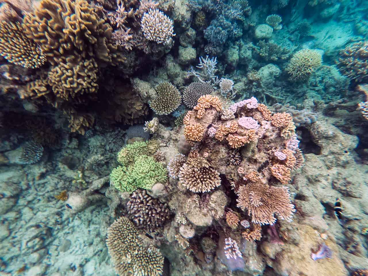 Coral in the Outer Great Barrier Reef near Port Douglas // Travel Mermaid