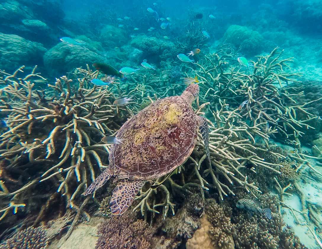 A photo of a turtle on the Great Barrier Reef, Australia // Travel Mermaid