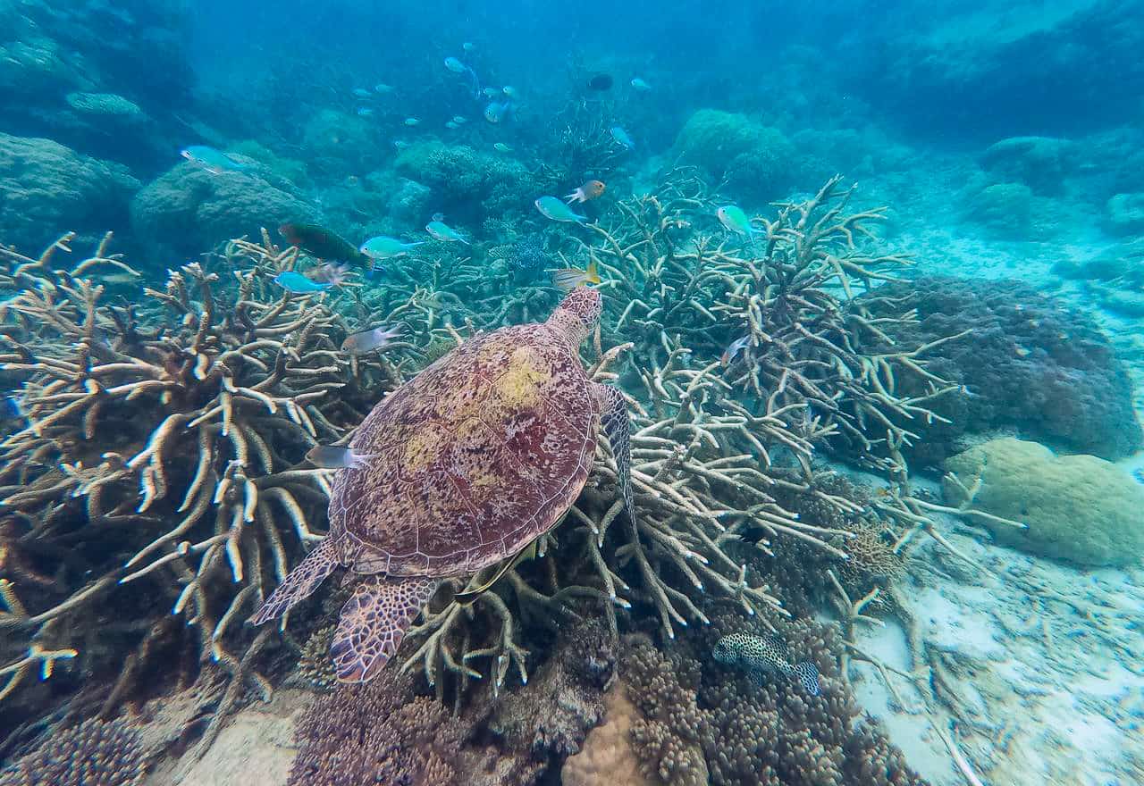 A green turtle at Mackay Coral Cay on the Outer great Barrier Reef // Travel Mermaid