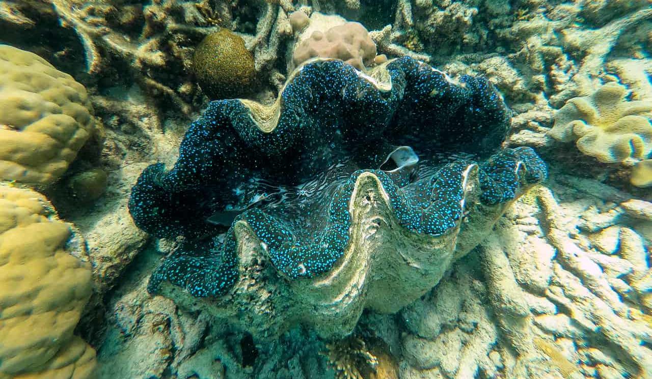 Clam Garden on Mackay Coral Cay in the Outer Great Barrier Reef near Cape Tribulation // Travel Mermaid