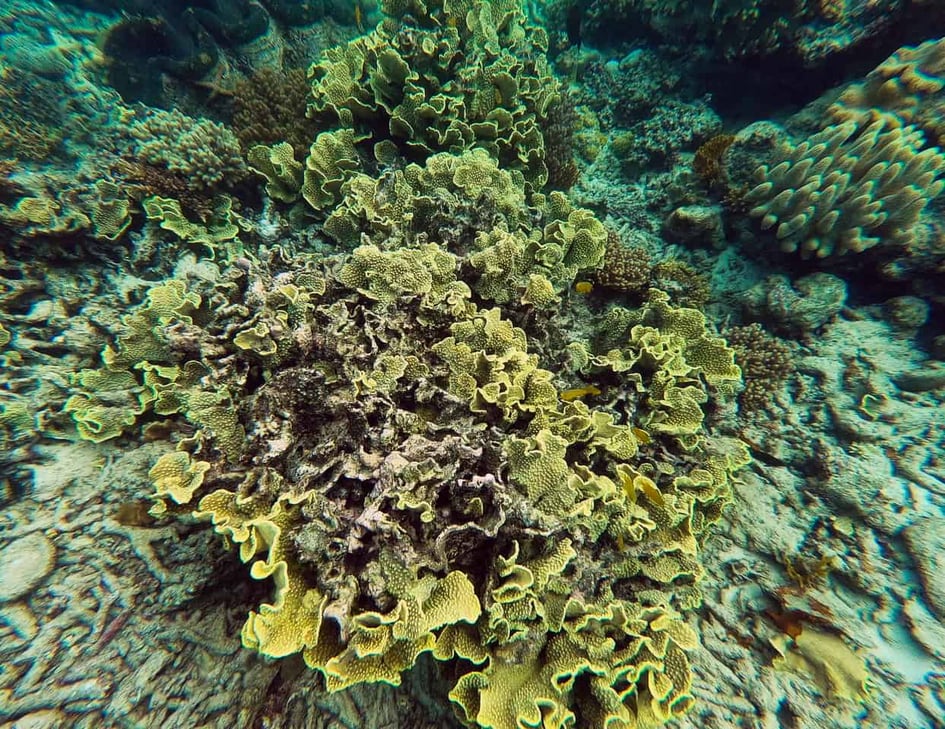 Coral in the Outer Great Barrier Reef near Port Douglas // Travel Mermaid