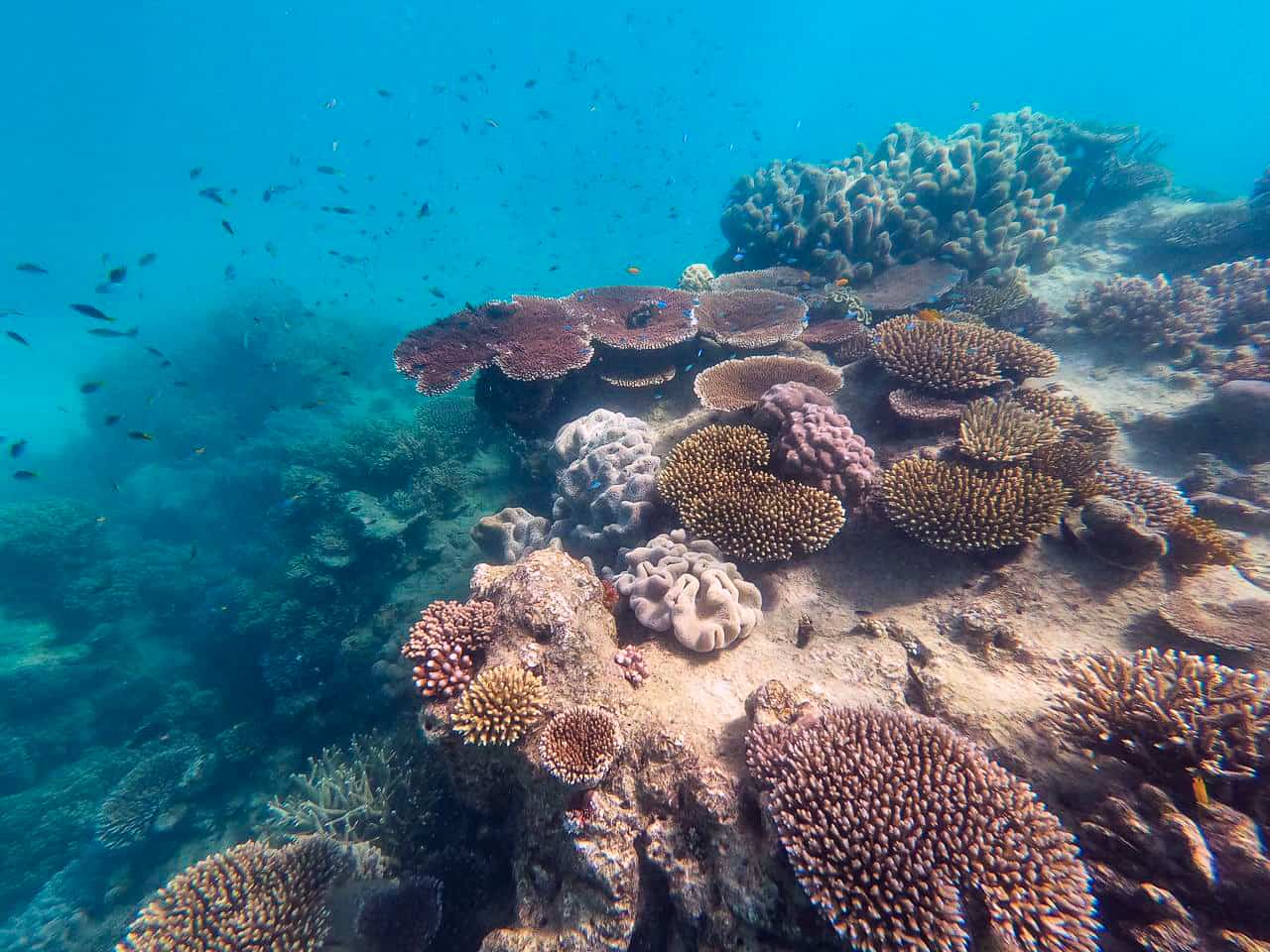 Coral garden on the Outer Great Barrier Reef near Port Douglas // Travel Mermaid