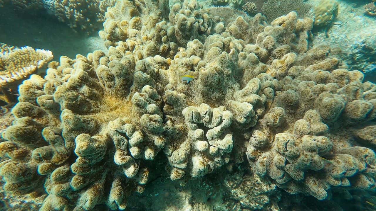 Coral in the Outer Great Barrier Reef near Port Douglas // Travel Mermaid