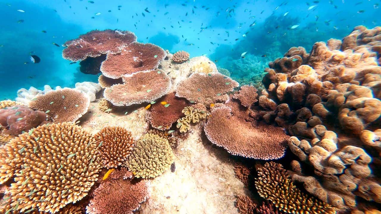 Coral at Mackay Cay on the Outer Great Barrier Reef // Travel Mermaid