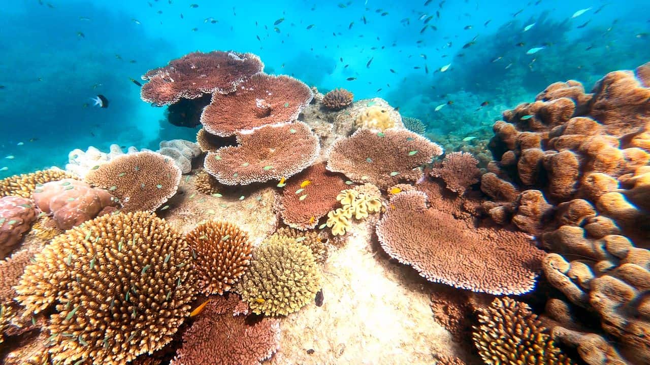 Coral in the Outer Great Barrier Reef near Port Douglas // Travel Mermaid