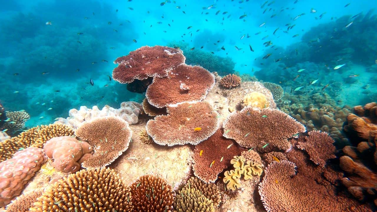 Coral in the Outer Great Barrier Reef near Port Douglas // Travel Mermaid