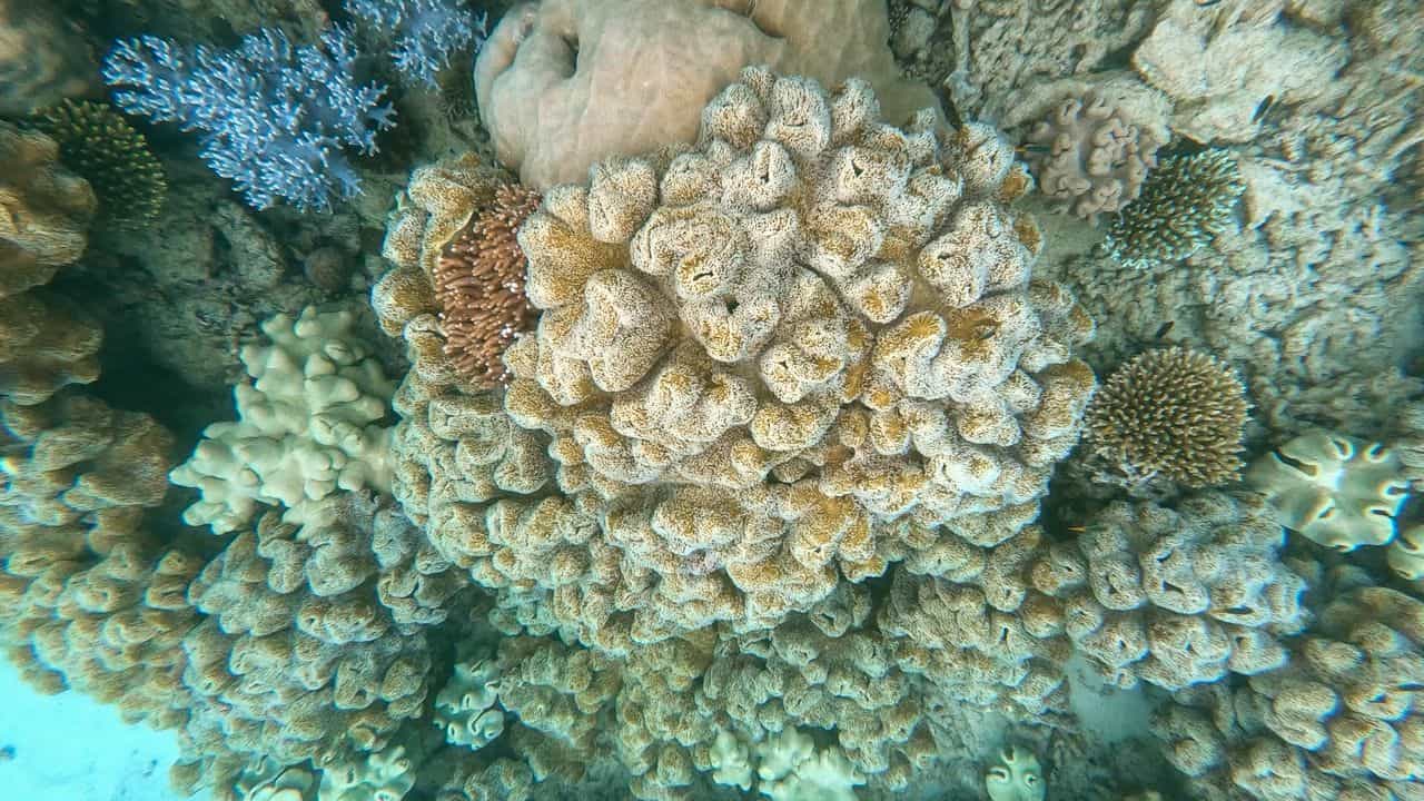 Coral in the Outer Great Barrier Reef near Port Douglas // Travel Mermaid