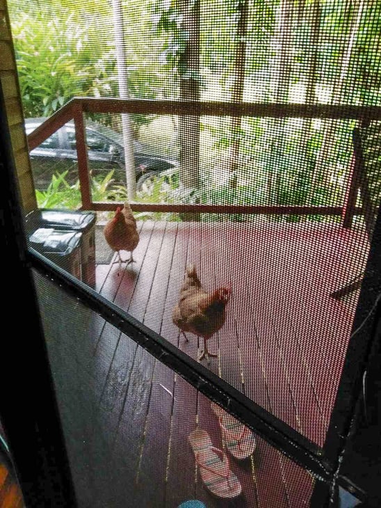 Resident chooks at Wildwood cabin in Cape Tribulation, Daintree Rainforest- Australia // Travel Mermaid