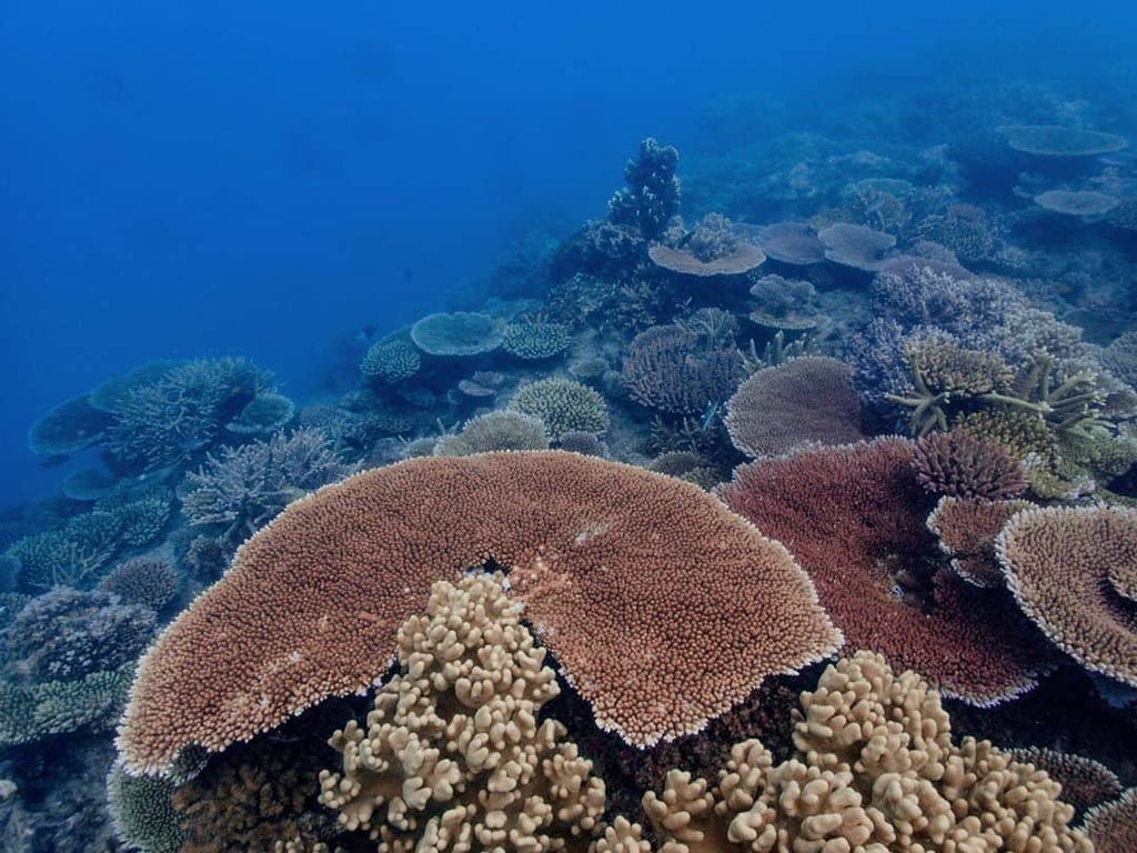 Recovered coral from stress at Mackay Cay on the Outer Great Barrier Reef in 2020 // Travel Mermaid