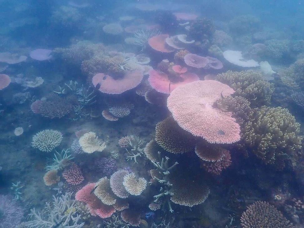 Stressed coral at Mackay Cay on the Outer Great Barrier Reef in 2020 // Travel Mermaid