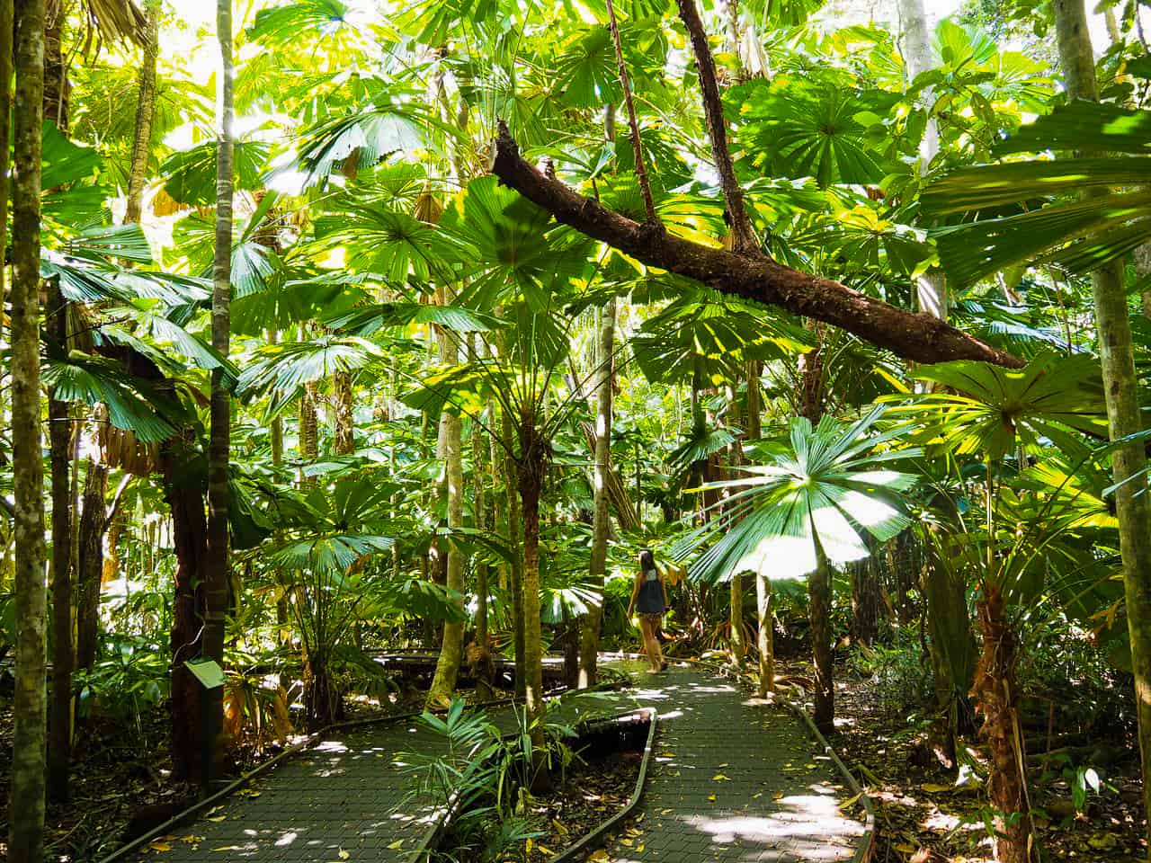 Dubuji Boardwalk walking trail in Cape Tribulation, Australia // Travel Mermaid