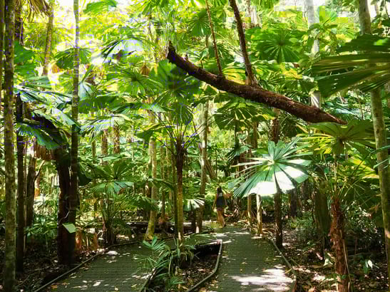 10 Awesome Things To Do In The Daintree Rainforest (2025)
