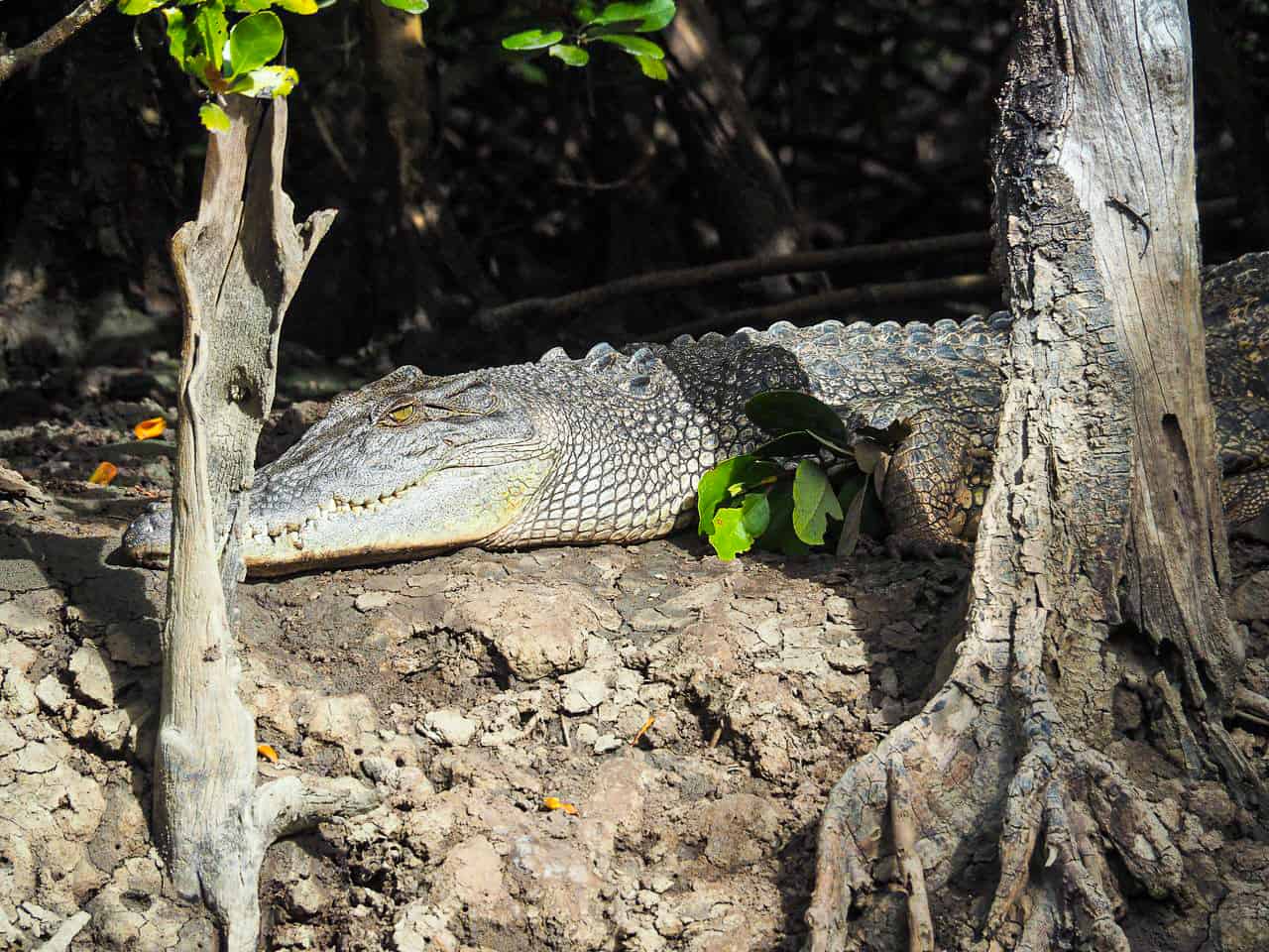 A crocodile at Dickinsons Inlet in Port Douglas, Australia // Travel Mermaid