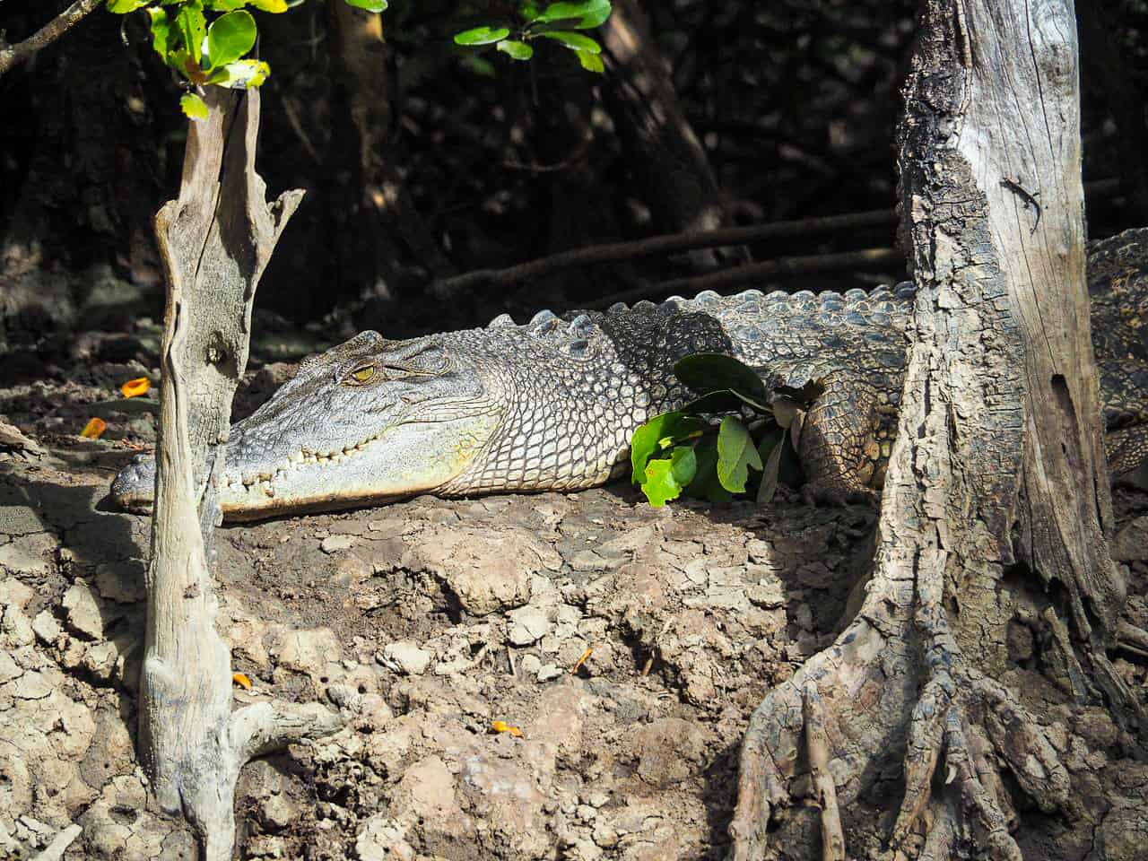 A saltwater crocodile at Dickinsons Inlet in Port Douglas, Australia // Travel Mermaid