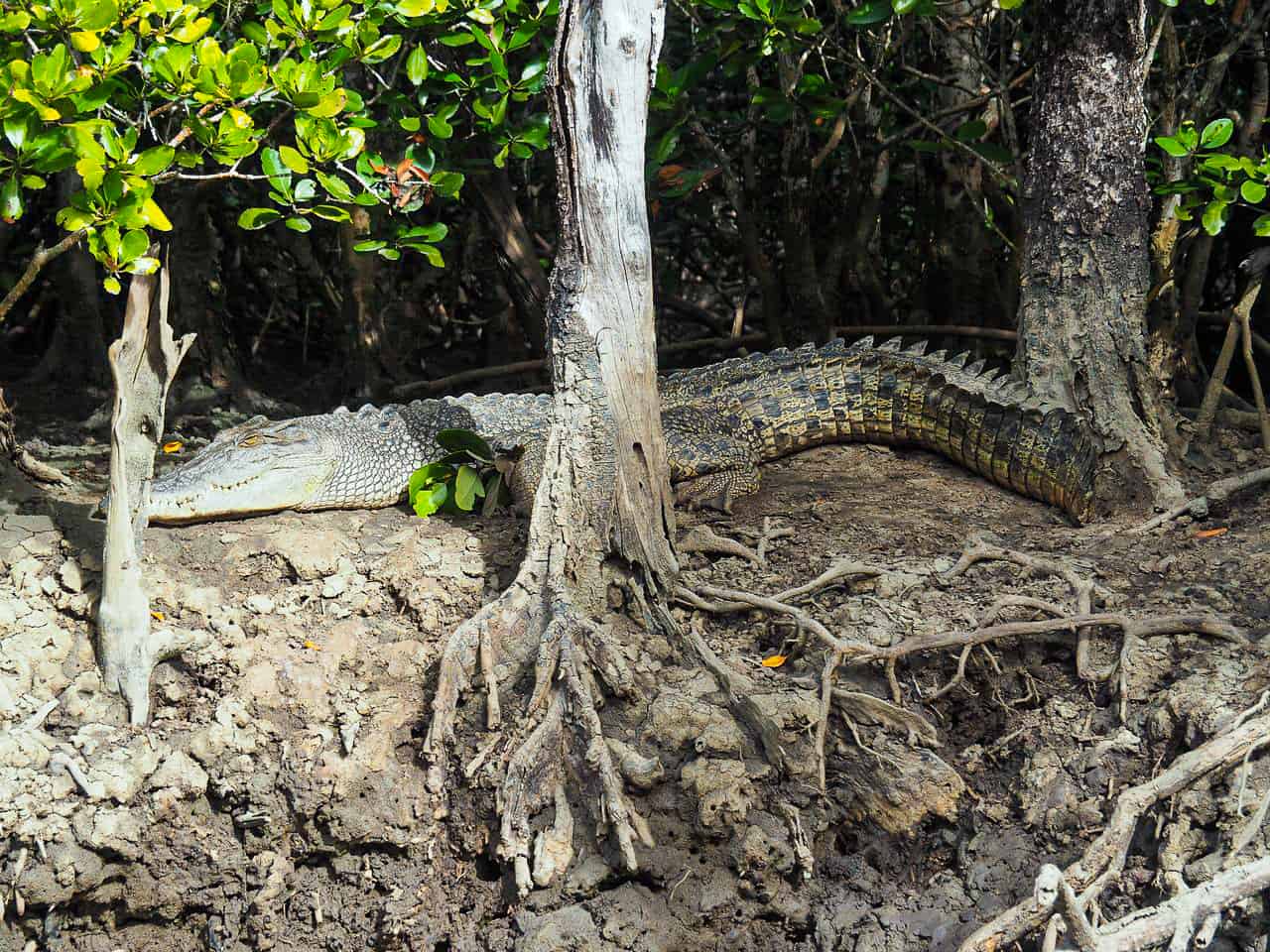 A saltwater crocodile at Dickinsons Inlet in Port Douglas, Australia // Travel Mermaid