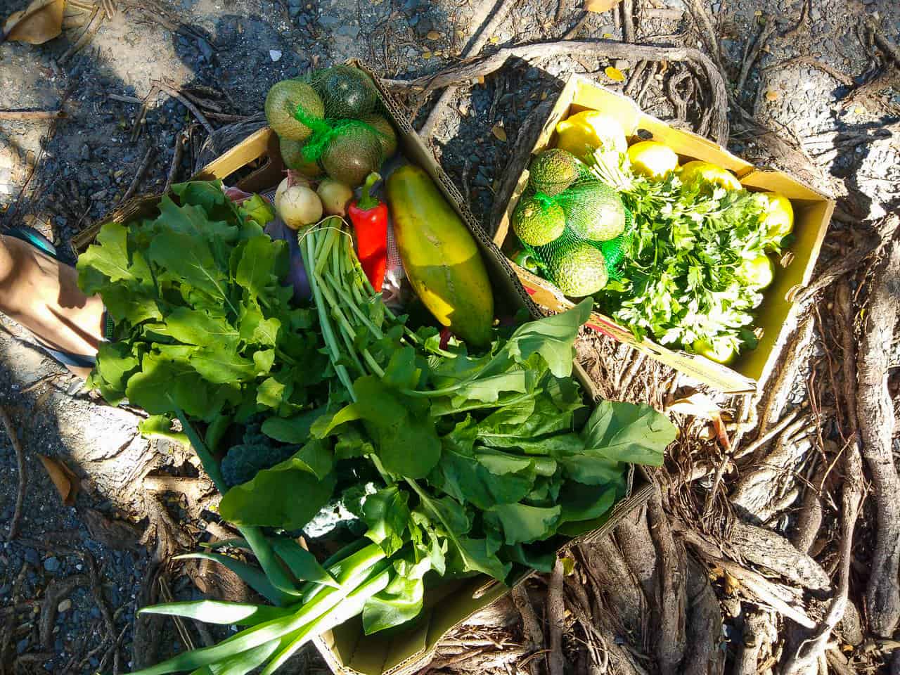 Produce from Port Douglas Sunday Markets, Far North Queensland // Travel Mermaid