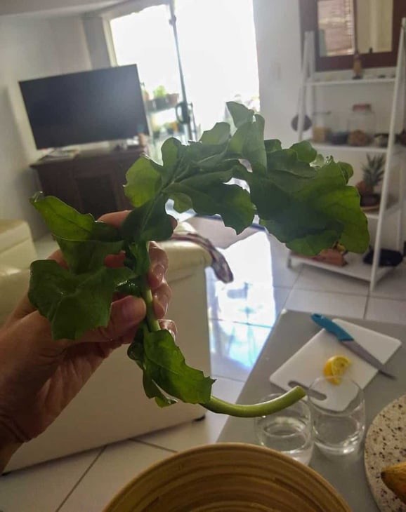 Rocket at my local market in Port Douglas, North Queensland // Travel Mermaid