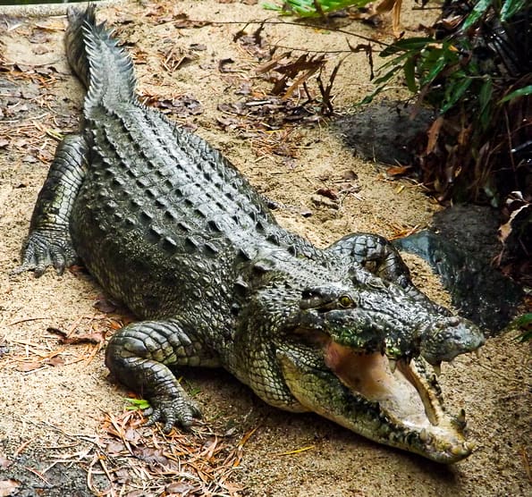 A saltwater crocodile at Wildlife Habitat in Port Douglas, Queensland - Australia // Travel Mermaid