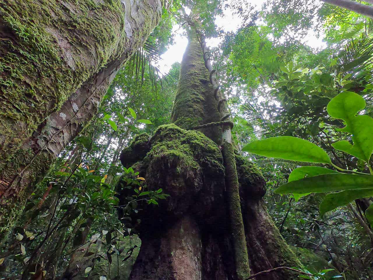 An incredible tree along the Mount Bartle Frere Western Trail, Australia // Travel Mermaid