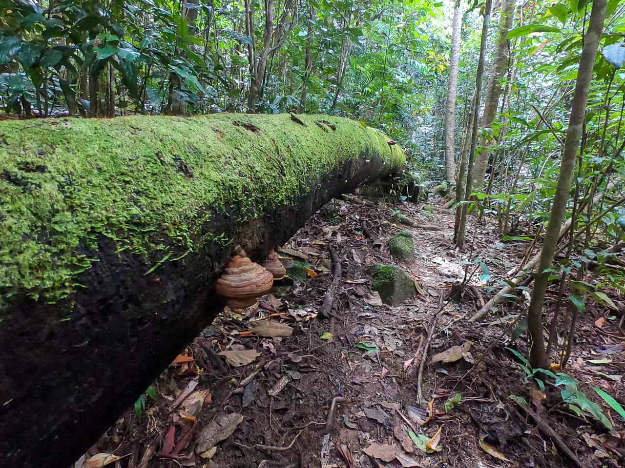 Fallen tree along the Mount Bartle Frere Western Trail // Travel Mermaid