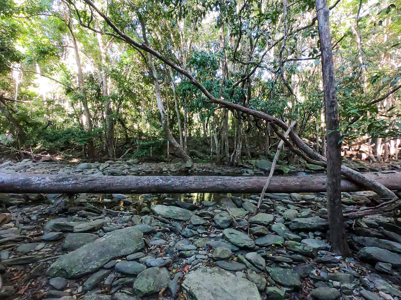 Spring Creek walking trail in Port Douglas, Australia // Travel Mermaid