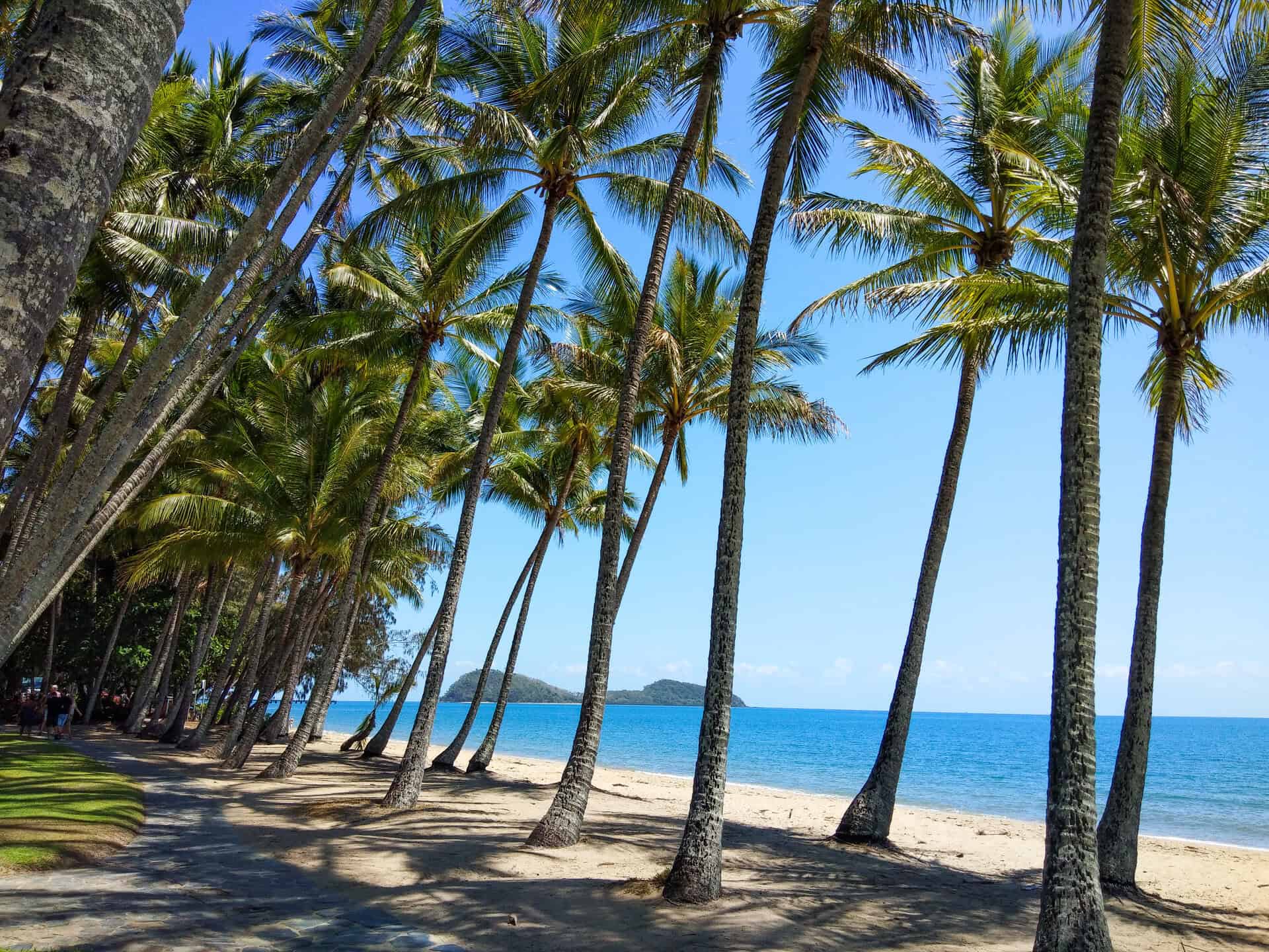 Palm trees at Palm Cove Beach in Cairns