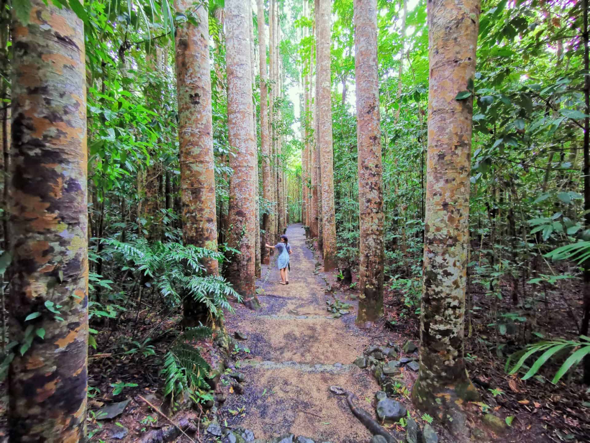 Kauri Walk at Paronella Park // Travel Mermaid