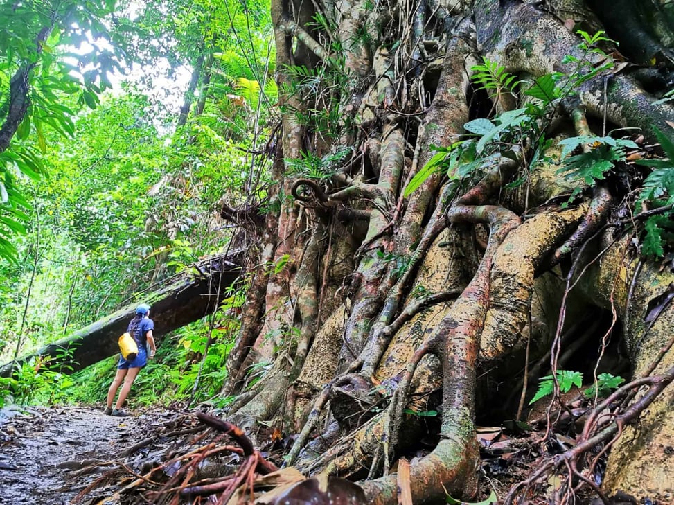 Nandroya Falls hiking trail near Cairns // Travel Mermaid