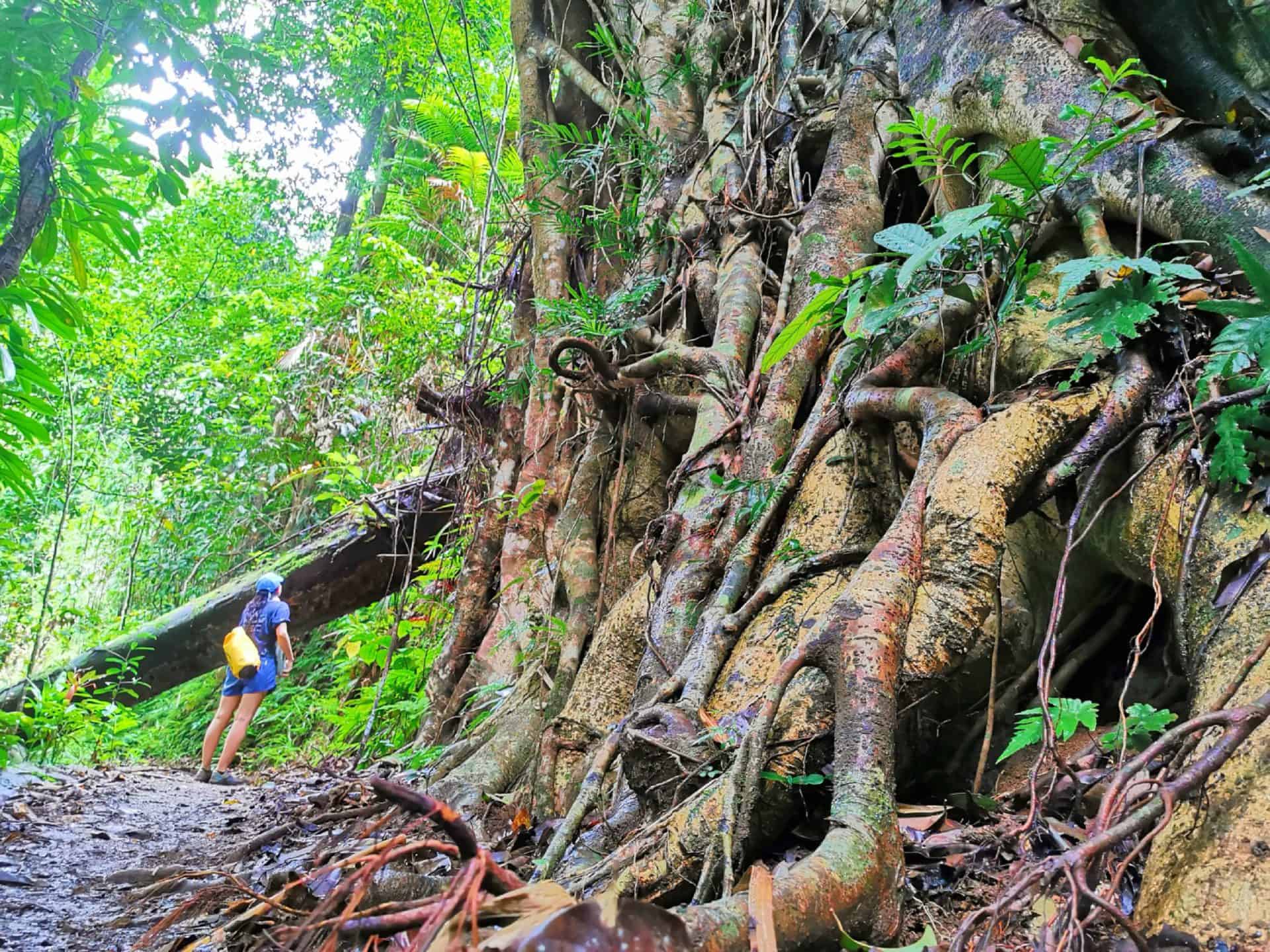 Nandroya Falls hiking trail in the Wooroonooran National Park // Travel Mermaid