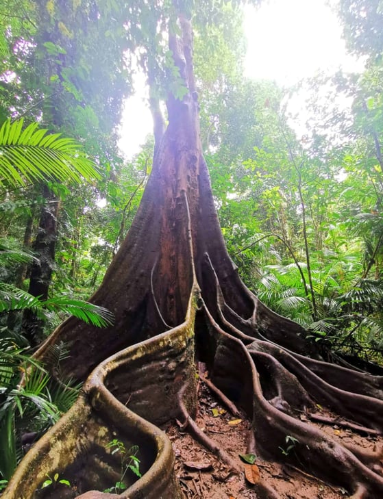 Nandroya Falls hiking trail near Cairns // Travel Mermaid