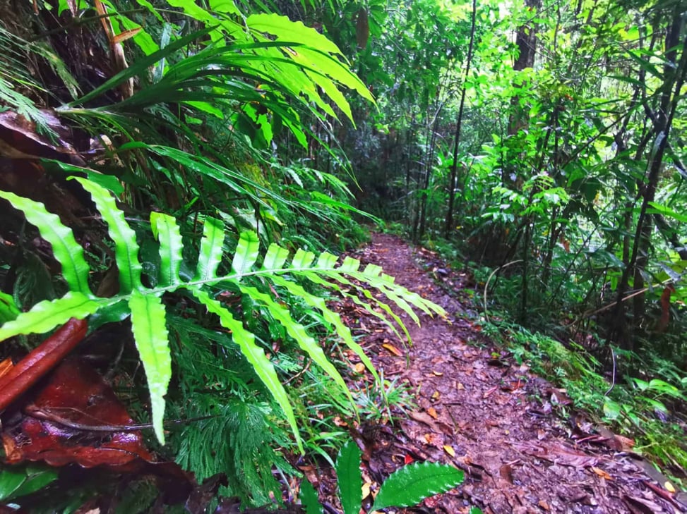 Nandroya Falls hiking trail near Cairns // Travel Mermaid