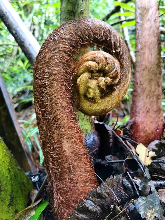 A baby fern along the Nandroya Falls hiking trail near Cairns // Travel Mermaid