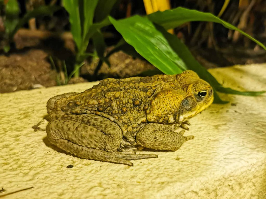 A cane toad in Far North Queensland // Travel Mermaid