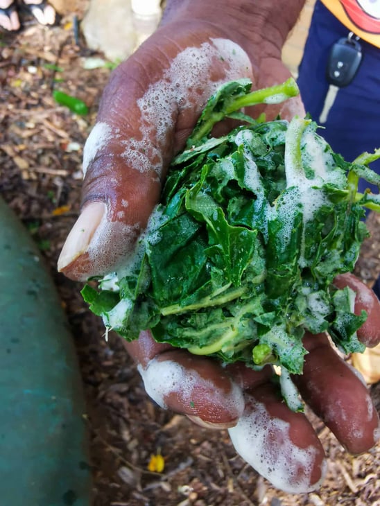 Silver Wattle leaves with Walkabout Cultural Adventures // Travel Mermaid