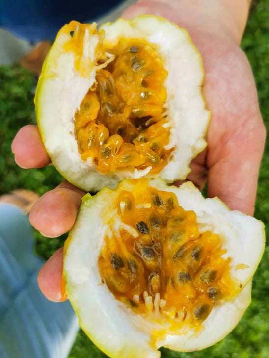 Wild passionfruit with Walkabout Cultural Adventures // Travel Mermaid