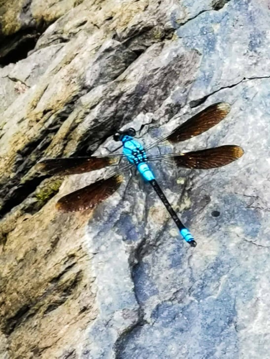 A blue dragonfly at Crystal Cascades waterfall in Cairns // Travel Mermaid