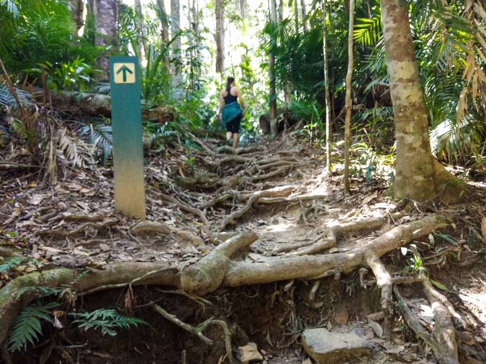 Douglas Track at Barron Gorge National Park in Kuranda, Cairns // Travel Mermaid