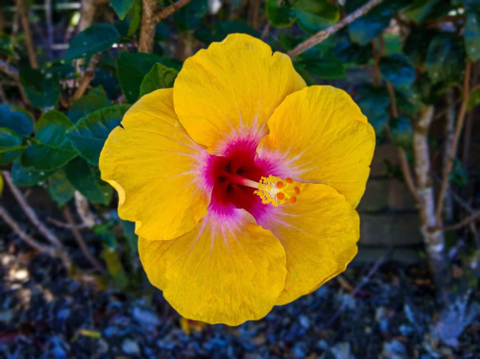 Ibis flower at Lake Morris in Cairns // Travel Mermaid