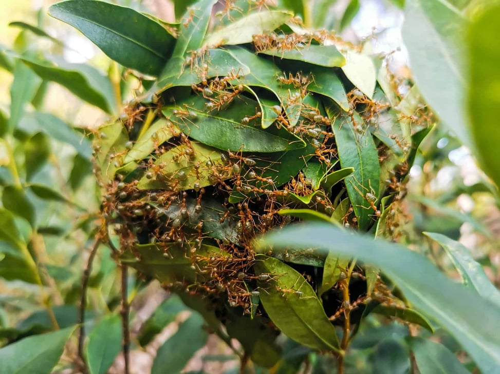 Hiking the Fitzroy Island summit track, Cairns // Travel Mermaid