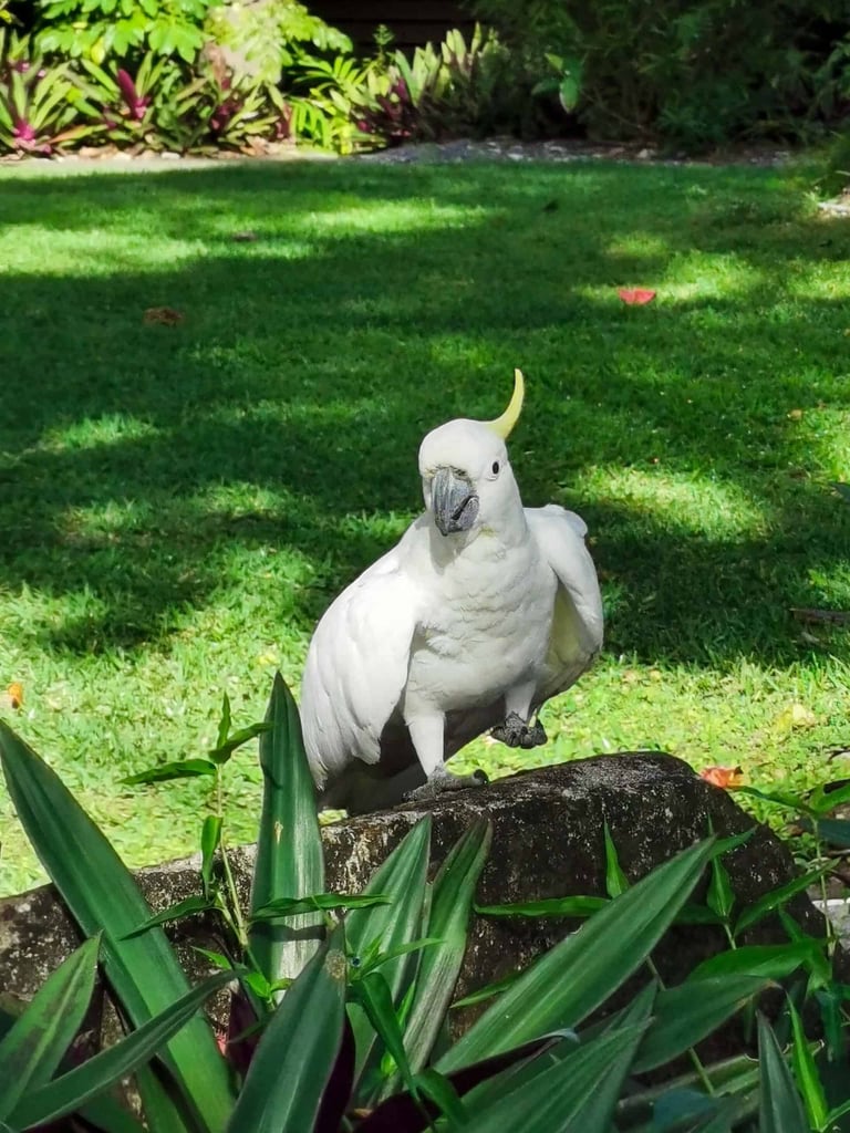 Cockatoo on Fitzroy Island, Cairns // Travel Mermaid