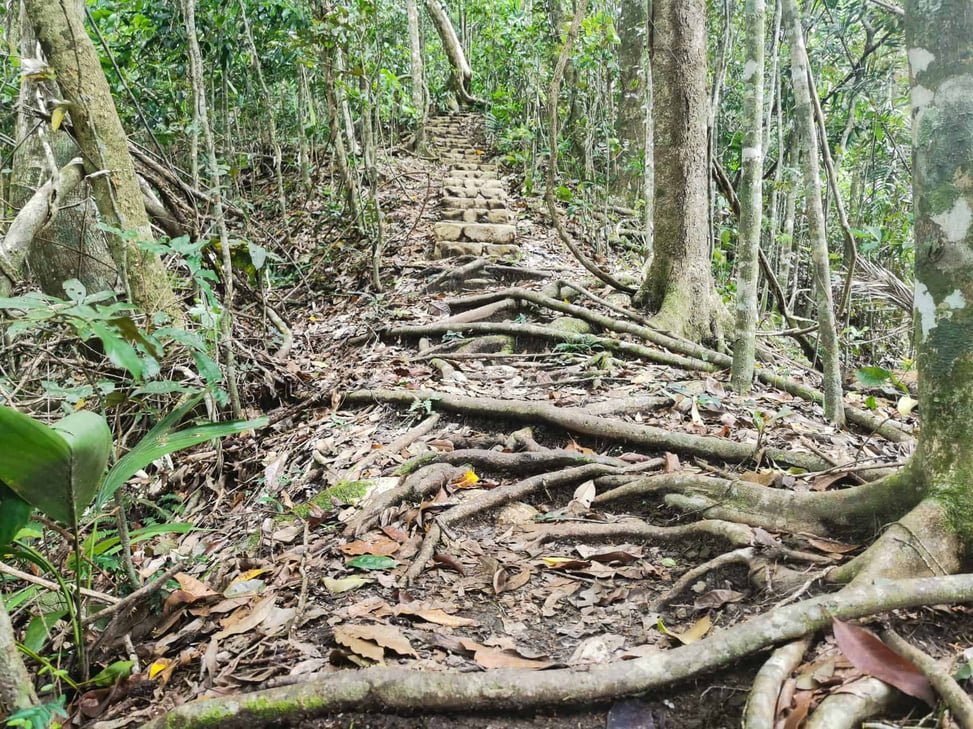 Green Arrow Track in Mount Whitfield National Park in Cairns // Travel Mermaid