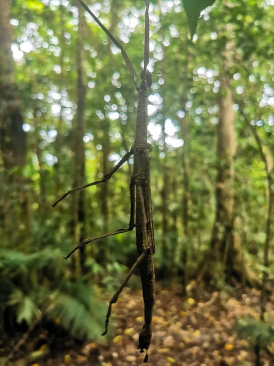 Stick insect at Green Arrow Track in Mount Whitfield National Park in Cairns // Travel Mermaid