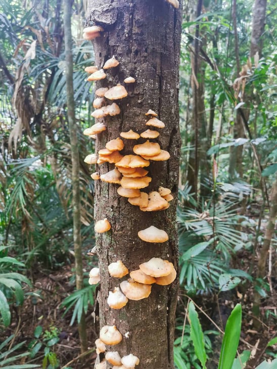 Green Arrow Track in Mount Whitfield National Park in Cairns // Travel Mermaid