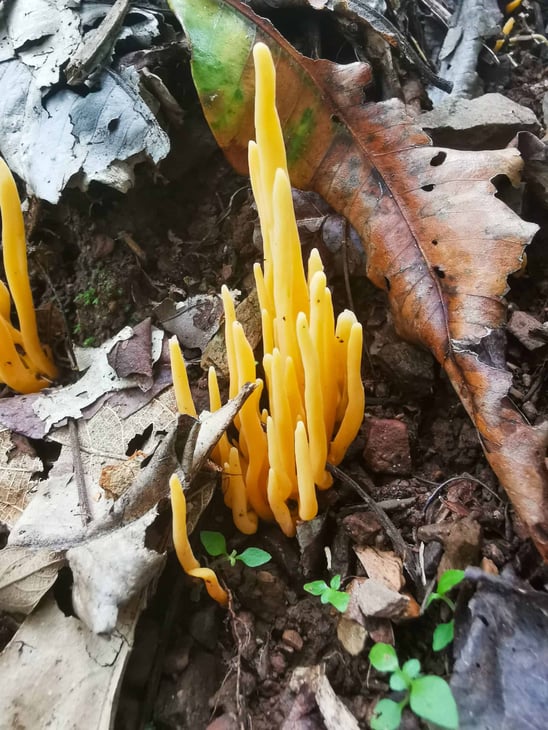 Green Arrow Track in Mount Whitfield National Park in Cairns // Travel Mermaid