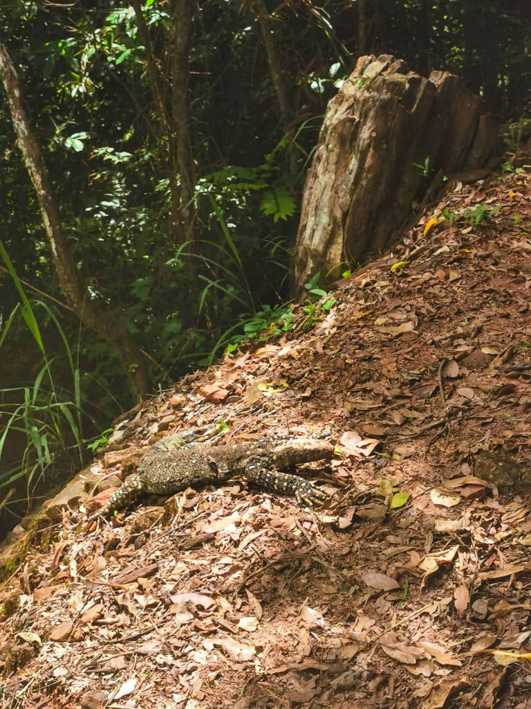 Monitor lizard at Green Arrow Track in Mount Whitfield National Park in Cairns // Travel Mermaid